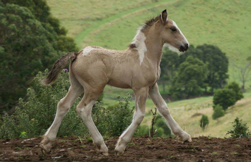 Pure Meadows Shadow Warrior (Buckskin Tobiano)